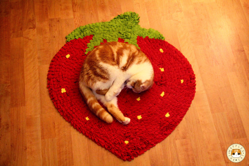 waffles-the-cat:Sorry for the lack of updates, it’s just so time consuming being cute!!