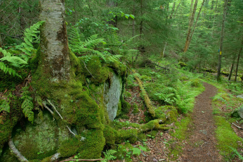 Old-growth Forest Trail by Scott Clark