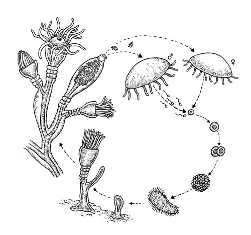 Hydrozoan Lifecycle. Basically, i’ve discovered that some types of jellyfish eggs become things that