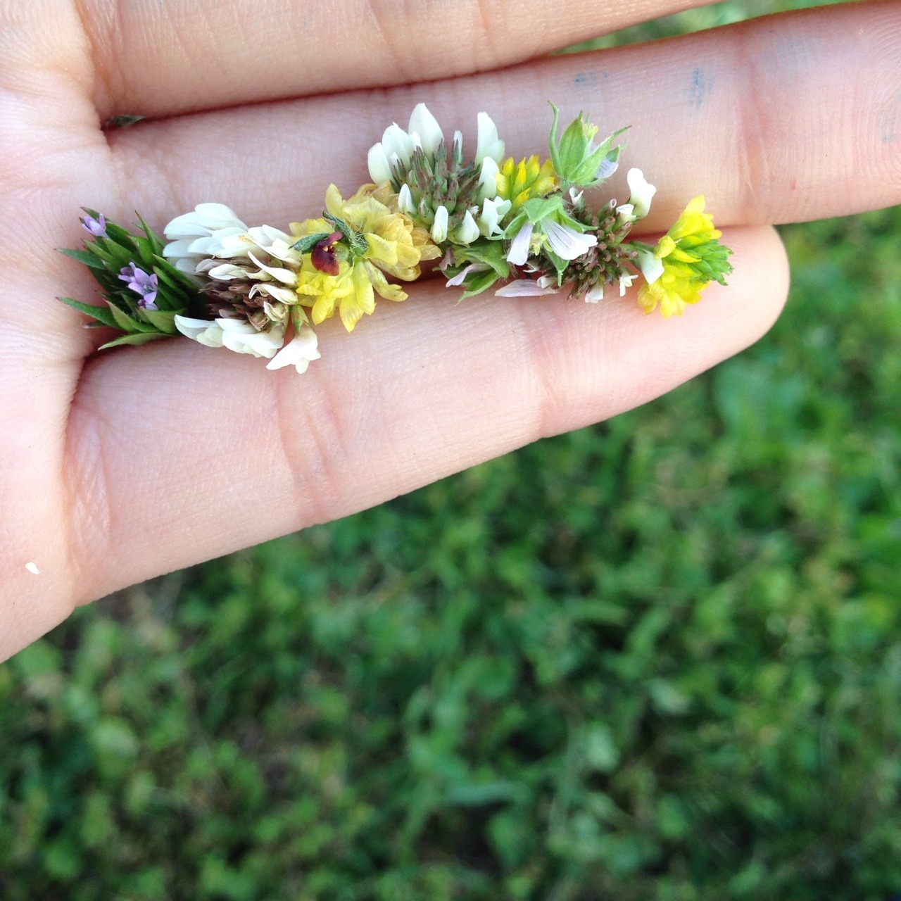 tearyplant