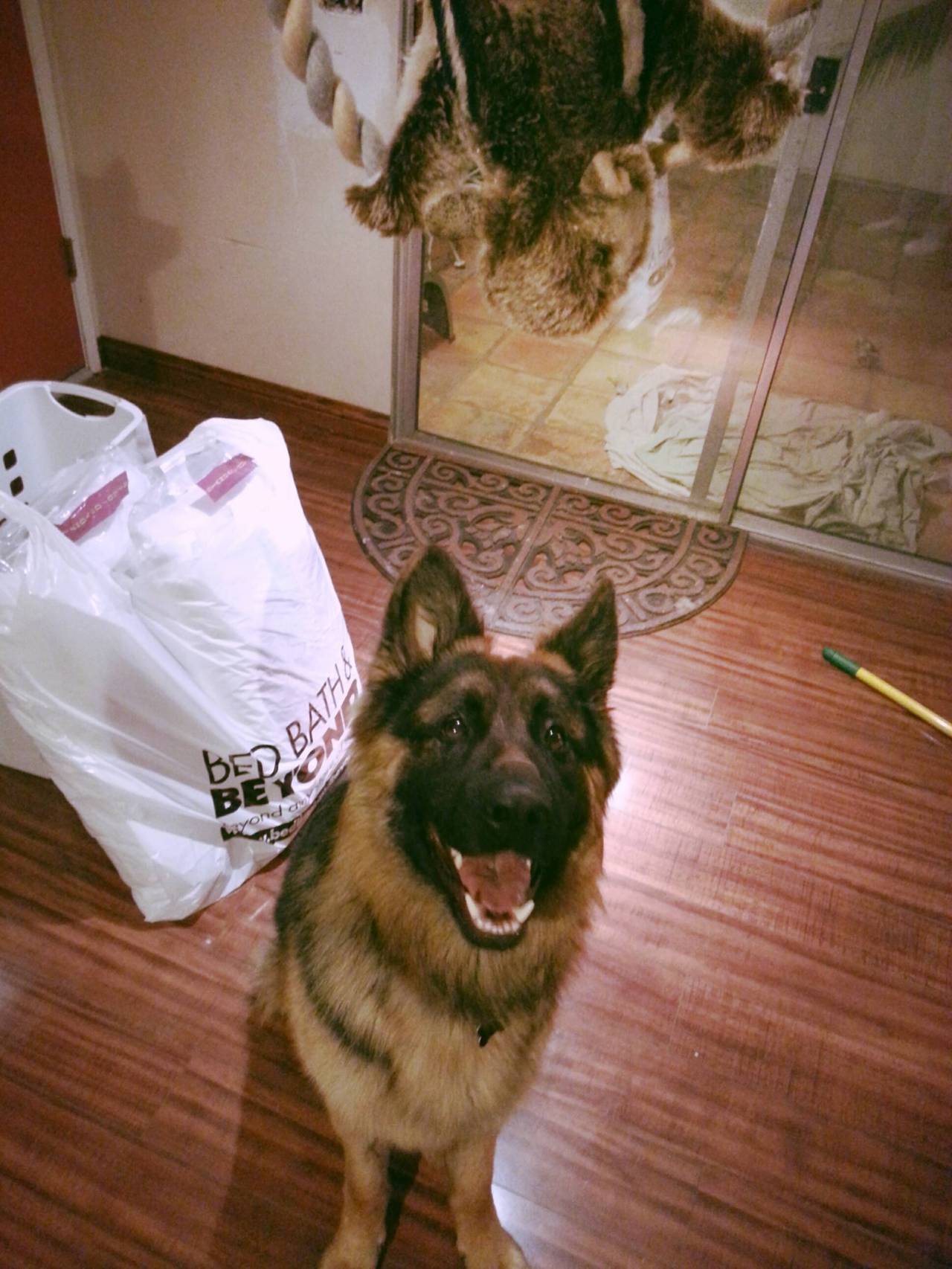 awwww-cute:  Dog toy: $6. The look on his face when he first saw it: Priceless