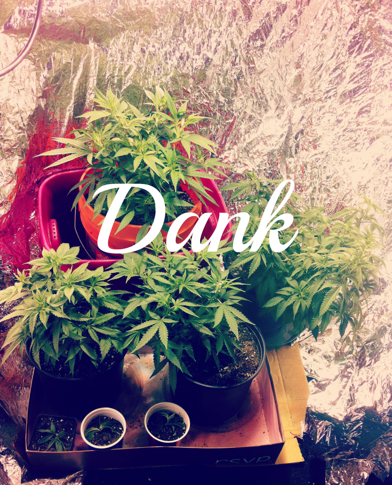 Into A Stoner's Mind!