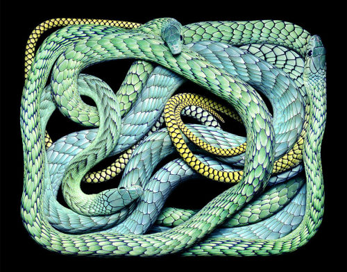 Porn Pics brainalize:  Snakes in squares by Guido