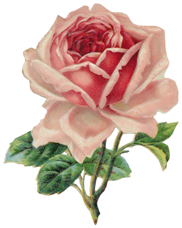 madame-amour: transparent vintage rose for your...