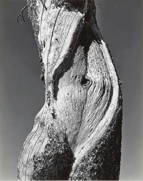 itsmyreasonforlovingyou: Edward Weston  -  Yosemite National Park-1937