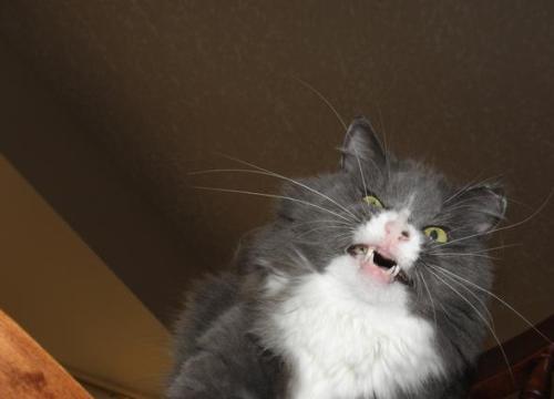 pleatedjeans:  24 Cats Caught Mid-Sneeze porn pictures