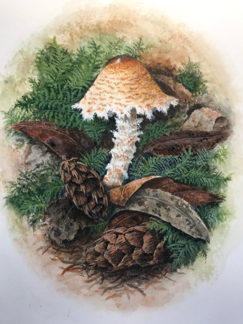 Lepiota magnispora   -    Lucy MartinAmerican, b.  1970 sGouache and watercolor, 5 x 7 in.