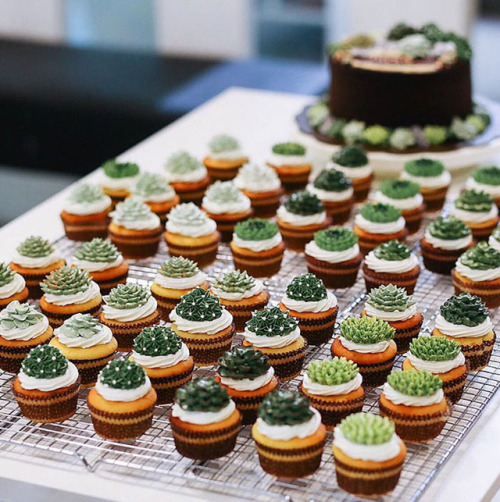 mayahan:Lifelike ‘Succulent Cakes’ Turn Prickly Plants into Delicious Desserts