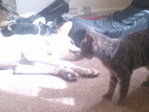 Juvia and Steve playing lol She actually looks terrifying with her teeth bared like that but they play like this all the time. They both flopped onto the floor and fell asleep next to each other.