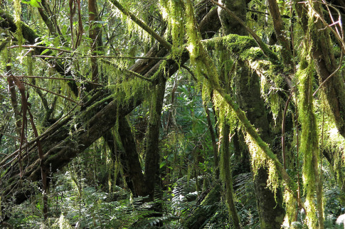 Rainforest view - Florentine area by gadims