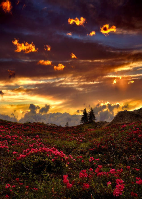 cedorsey: Rhododendrons At Sunset by Paolo De SantiFind more like this tagged: sunset