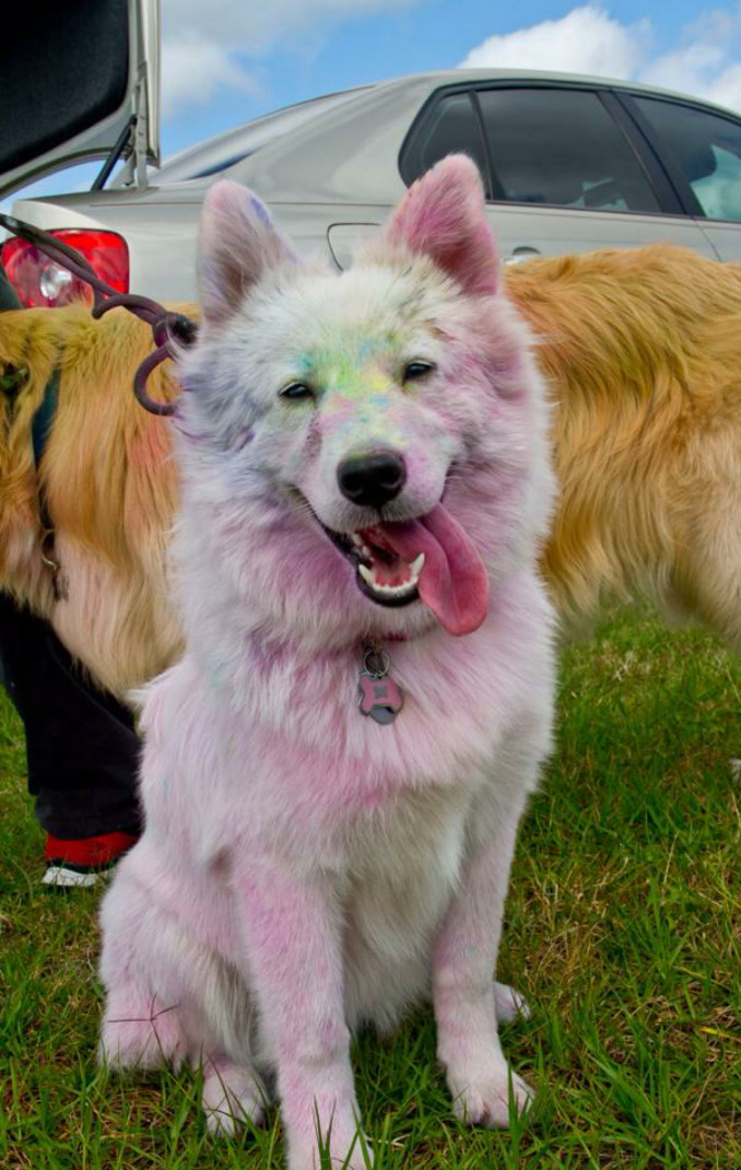 tonedbellyplease:  awwww-cute:  My Roommate Took Her Samoyed to a Color Run  OH MY