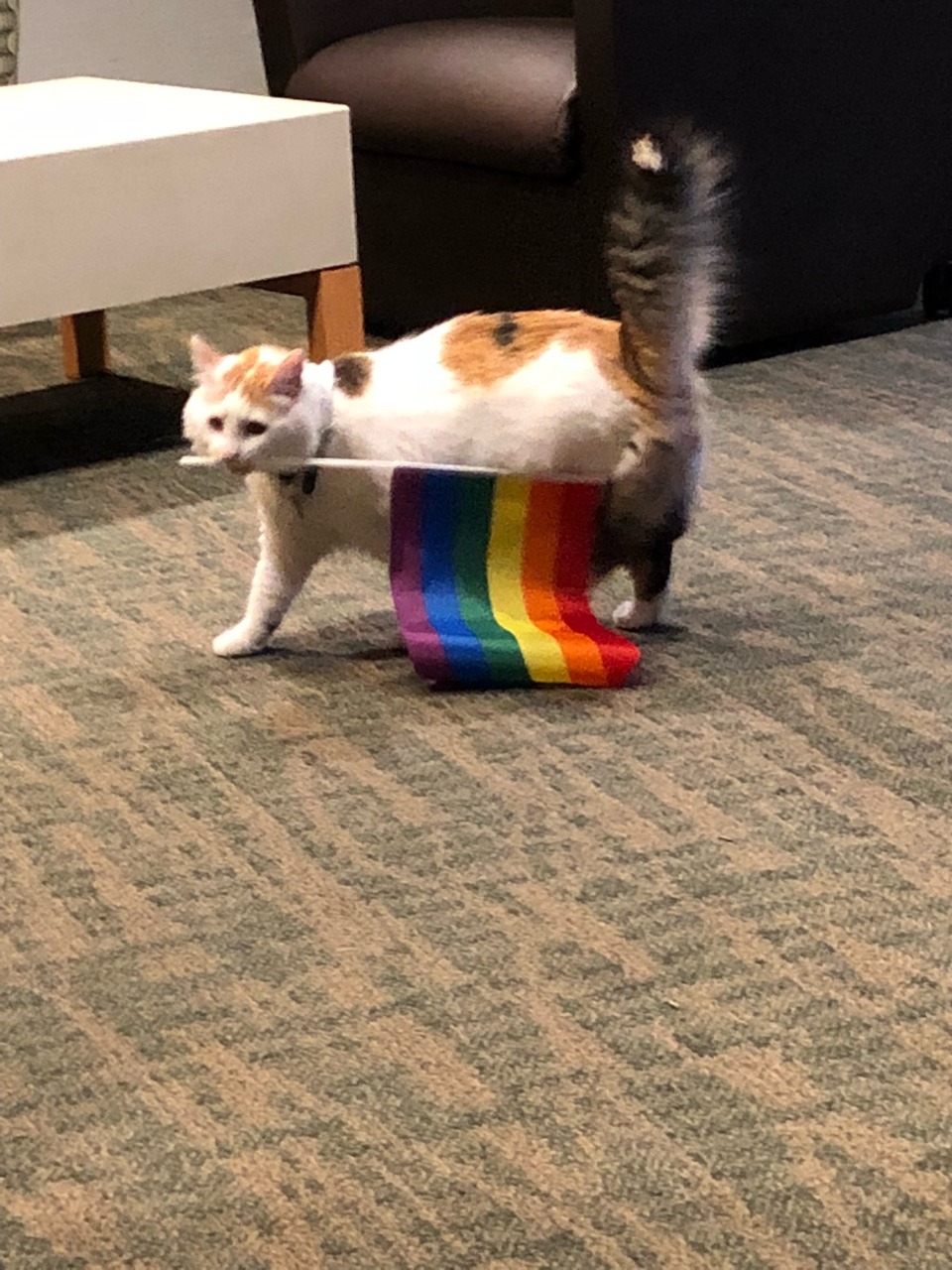 2nosfera2:  gay pride cat 