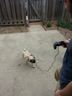 dorkly:  No Leash? Improvise. Let’s hope