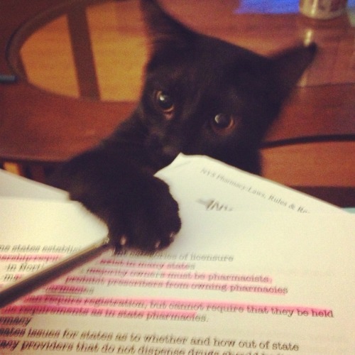 Thanks for the smart cat submission! Keep them coming.I needz to help you study or you will fail!