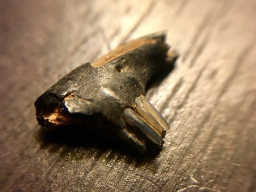 snakesandkittens:Beautiful little fossilized rabbit jaw piece I got in a trade with @jekyll-and-form