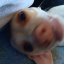 hahahveryfunny-blog1