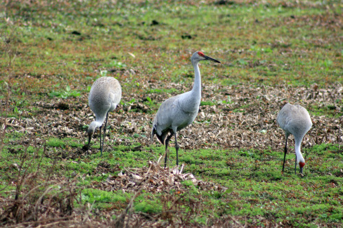 Sandhill cranes, Payne’s Prairie, La Chua Trail - Gainesville, FL