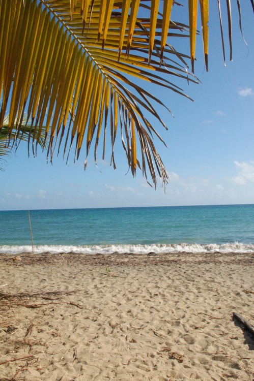 Palm fronds and ocean wavesVieques, Puerto Rico