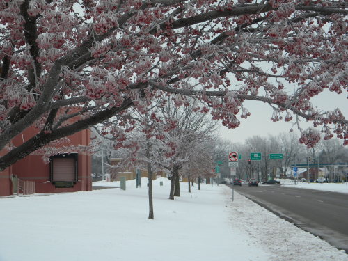 snow on trees