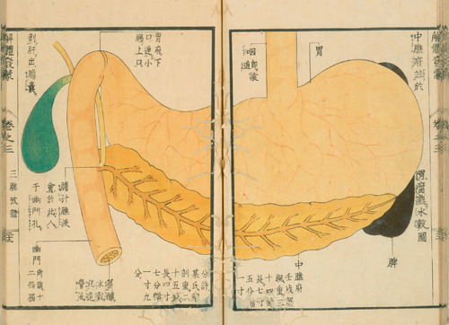 magictransistor:Mitsutane. Kaitai Hatsumou, Hand-Coloured Anatomical Woodcuts. 1813. Ci sono persino