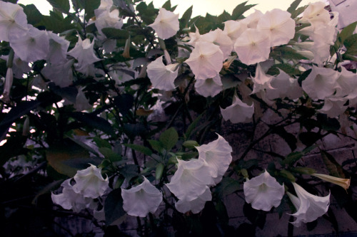 happinessfordeeppeople: Angel Trumpet  or Brugmansia suaveolens Beautiful and deadly as well.