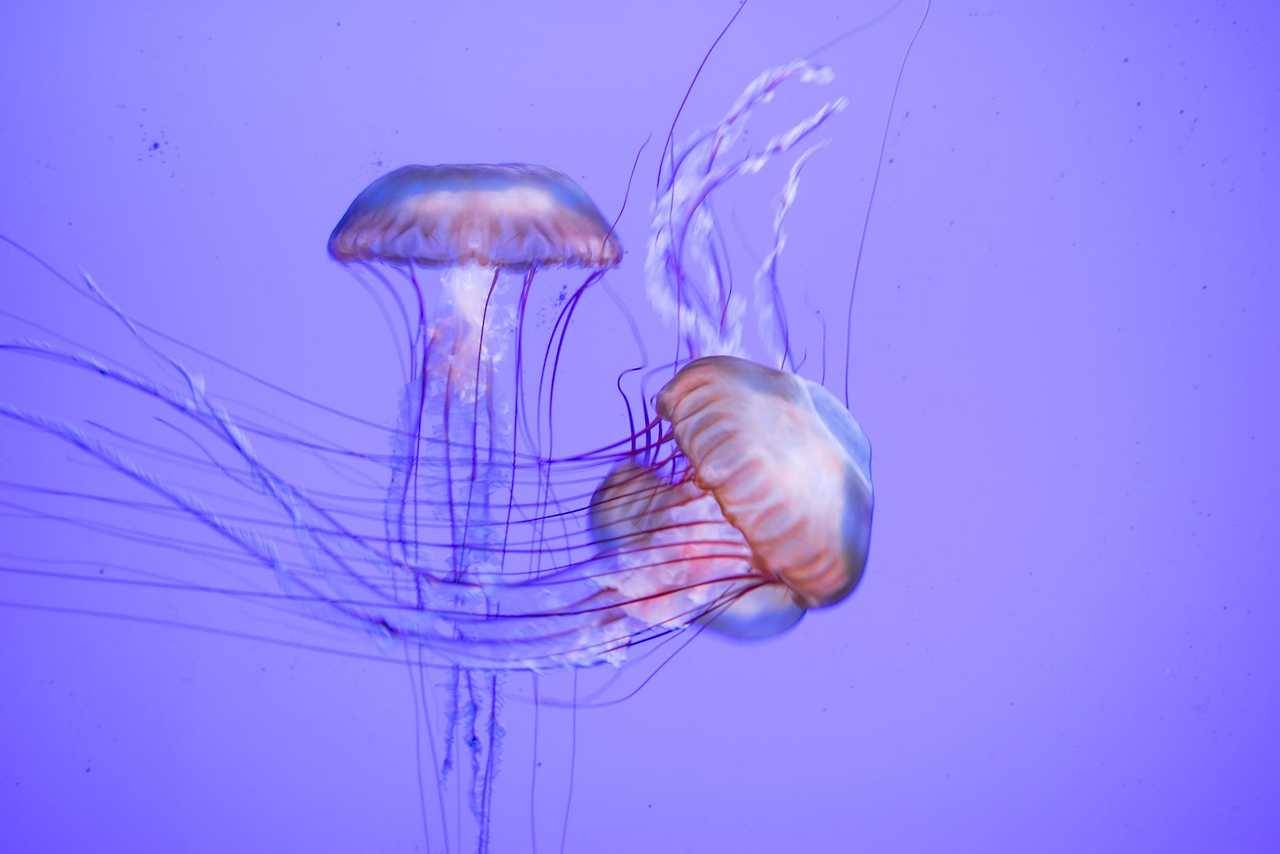 mooonjellies:    Heloísa Heim  
