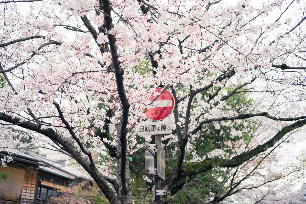 haikcutie:   	* by o_0lll     