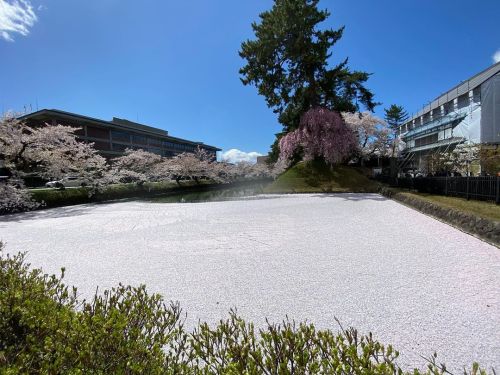 今日も今日とて弘前公園で撮影三昧。 花筏と青空。 弘前ってこんなところ。 #桜 #花筏 #弘前 #弘前公園 #青森県https://www.instagram.com/p/Ccsk92tLPI-/