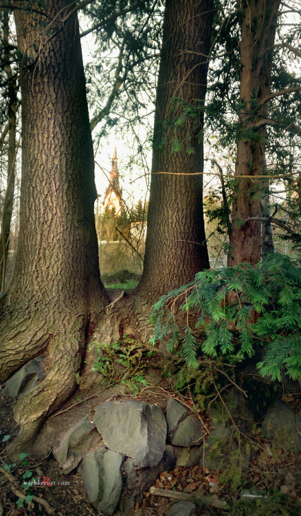 XXX wiebkerost:  Old ash and yew trees in an photo