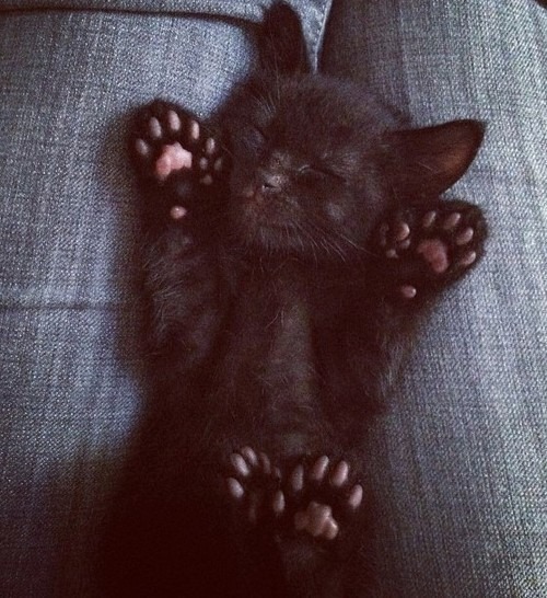 I love kitties