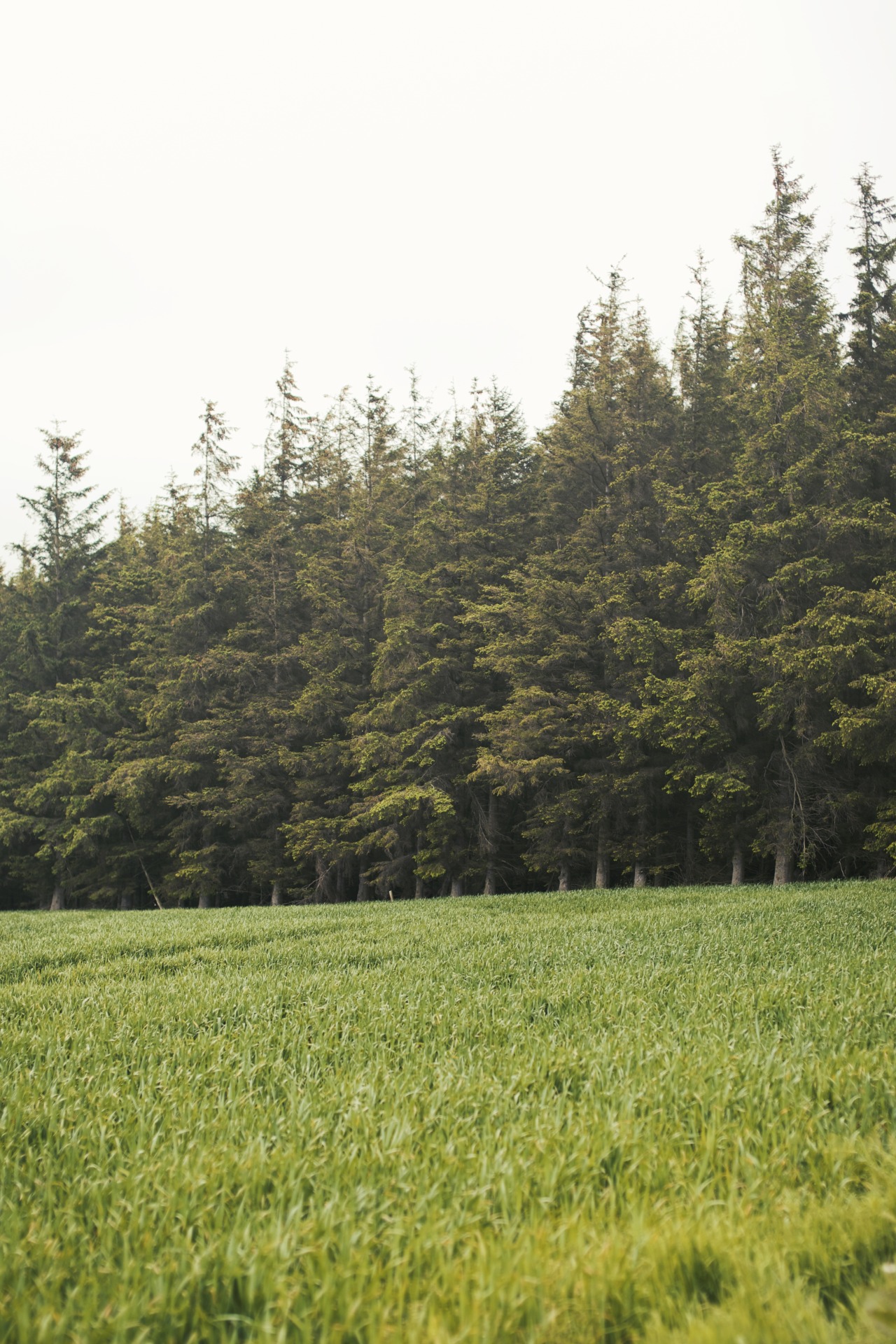 kylebonallo:  by Kyle Bonallo