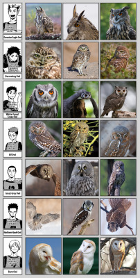 illanthan:  Owls! <3 Picked a birdie for