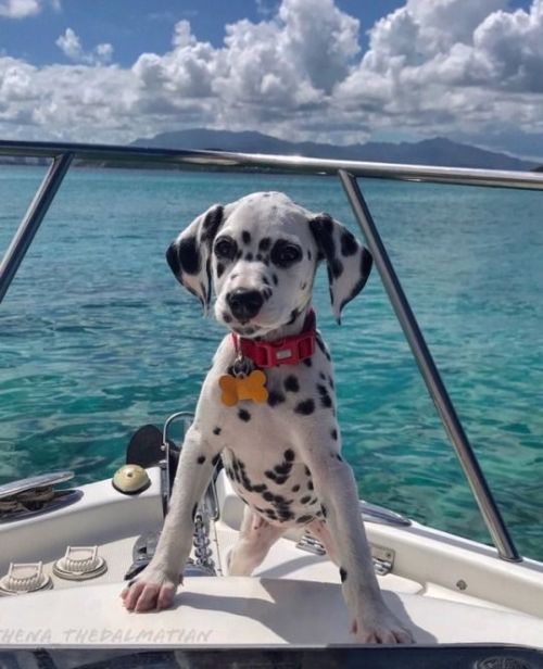 babydogdoo - My dog loves the beach