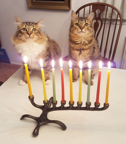 cutecornflakes:Happy Chanukah from my kitties to yours