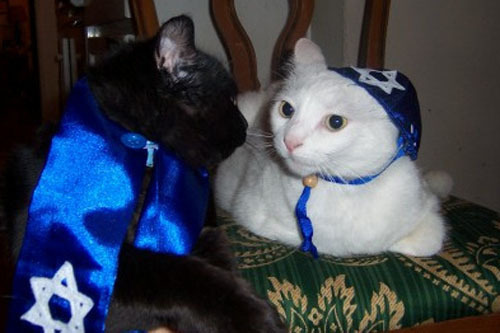 teaawreckss: juanepstein:  diaryofajewishconvert:  lesbian-esque: hanukkah cat moodboard This is great, but you really missed an opportunity with hanukcat  bode   @new-england-dad 