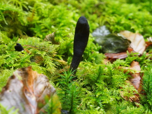 shroomlings:Geoglossaceae - “Earth Tongues” are a small group of black mushroo