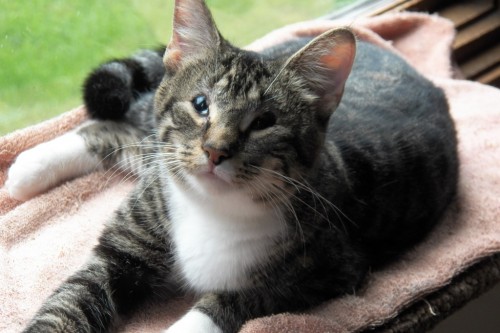 SIGNAL BOOST - Adoptable Kitty SOPHIE…is a playful BROWN TABBY AND WHITE DOMESTIC SHORTHAIR. 