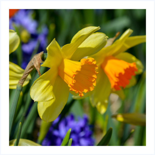 fatchance:Daffodils. Hyacinths.At Veldheer Tulip Farm, Holland, Michigan.