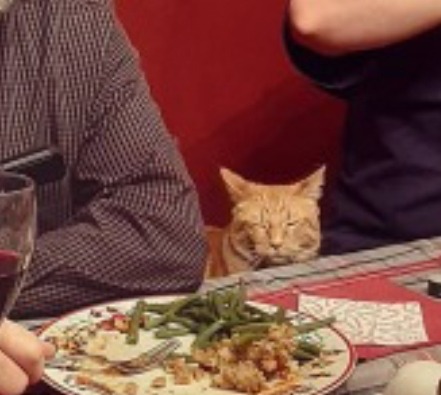 officialqueer:krawdad:officialqueer:officialqueer:This photo of my brother’s cat trying to jump on the dinner table at Christmas feels like a Normal Rockwell painting.He just wants to be included!!(He’s got an Insta btw).This is so funny,