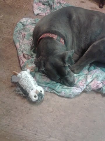 mirksilua:  So my dog is a 210 pound Great Dane who has never had a toy smaller than