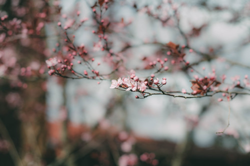 Cherry Blossoms