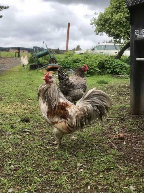 Greetings from Toad, our Ameraucana bantam roo who recently relocated from the Forest to a friend’s 