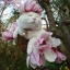 softboirealness