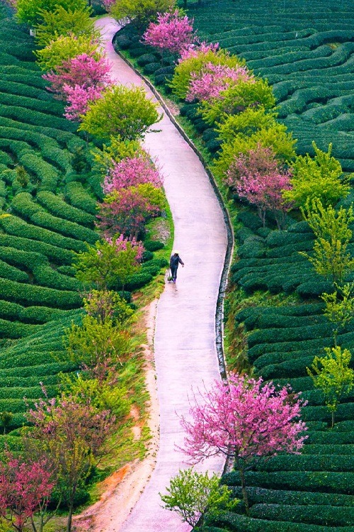 ponderation:  tea farm spring by ceciliach  