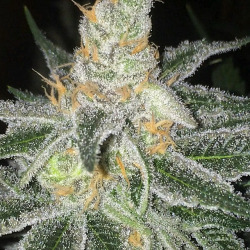 thekushweed:    Enjoying TheKushweed? For