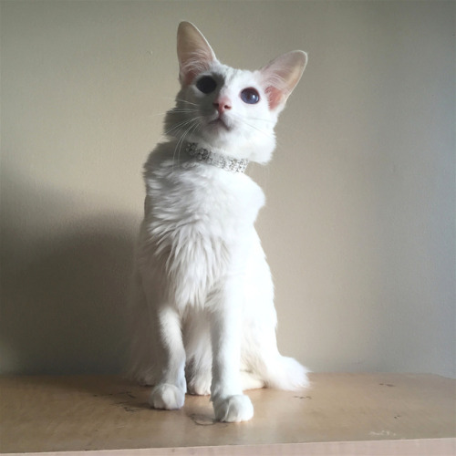 pangur-and-grim: Pangur would make a good villain’s cat (the innocence is deceptive)