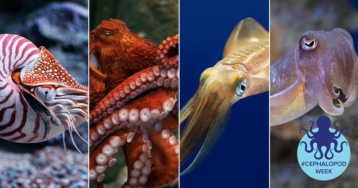 The cephalo-bration begins! What’s your favorite tentacled, color-changing animal?
This #CephalopodWeek we’re joining Science Friday and the Monterey Bay Aquarium Research Institute in bringing you the latest and greatest stories from the tentacled...
