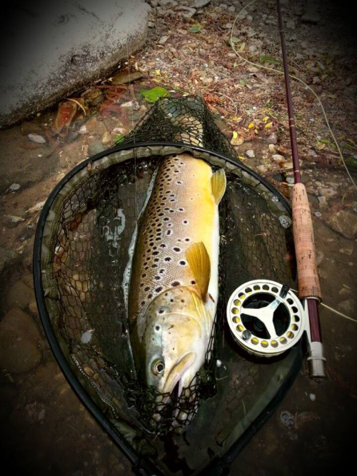 theanglerfly:  Flyfishing. Source web .