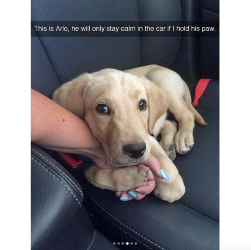 babyanimalgifs:  Dog snaps